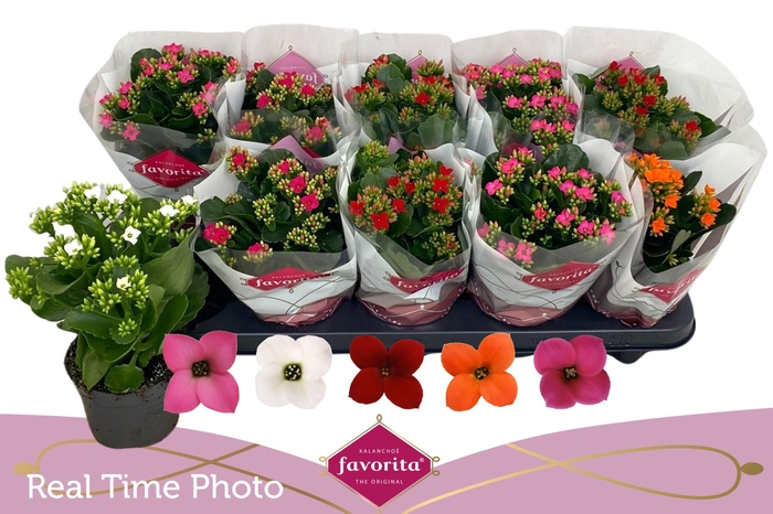 <h4>KAL EN GEM 5 KL</h4>