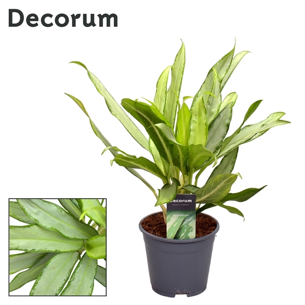 <h4>Aglaonema White Lance (Decorum)</h4>