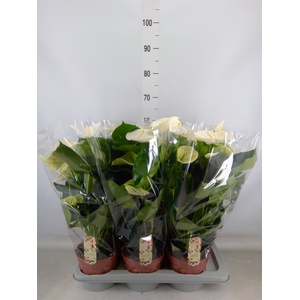 Anthurium andr. 'Alpine'