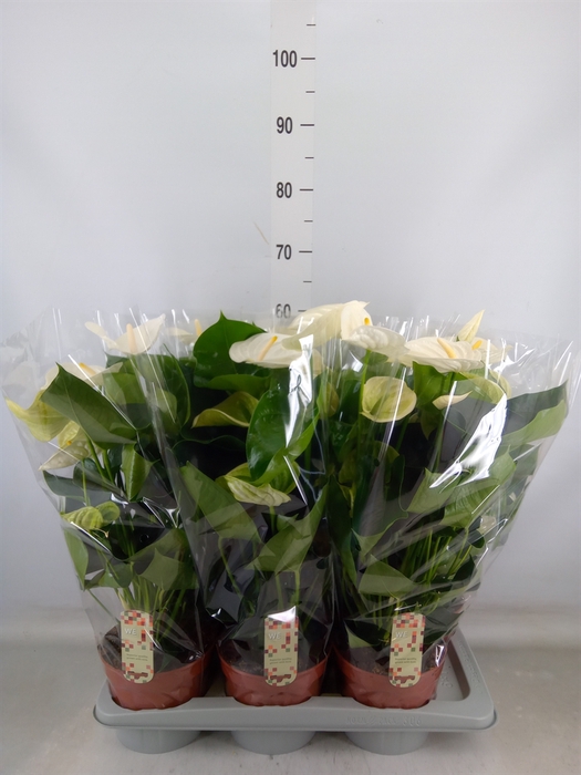 <h4>Anthurium andr. 'Alpine'</h4>