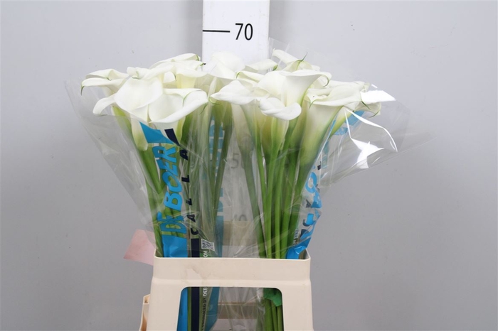 <h4>Zant White Art</h4>