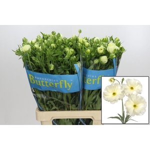 RAN BUTTERFLY GRACES