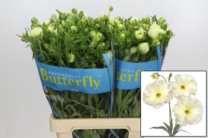 <h4>RAN BUTTERFLY GRACES</h4>