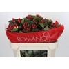 Hypericum True Romance Spray