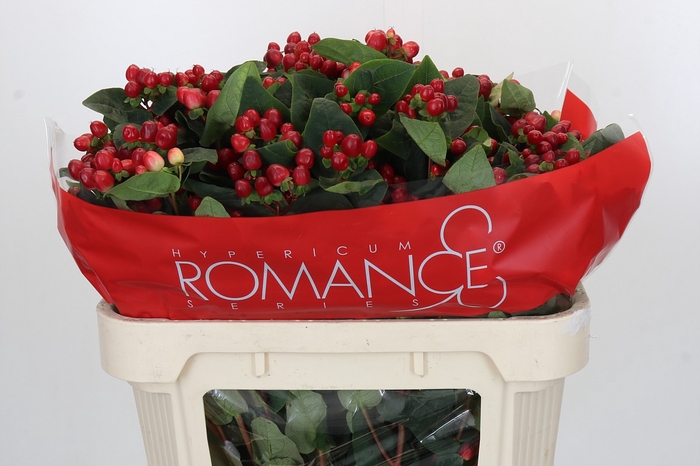 <h4>Hypericum True Romance Spray</h4>