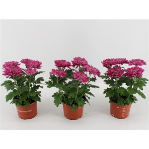 Chrysant Zembla Desna