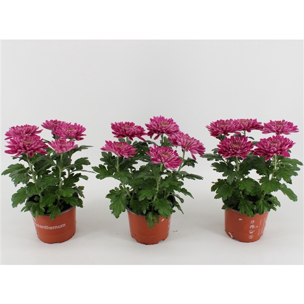 <h4>Chrysant Zembla Desna</h4>