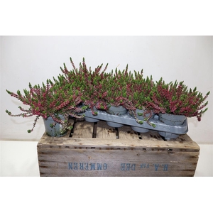 arr8 Callu Wibos Rot