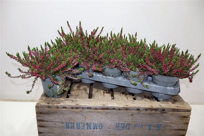 <h4>arr8 Callu Wibos Rot</h4>