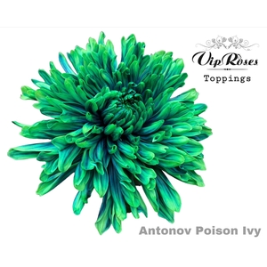 Chr G Antonov Poison Ivy
