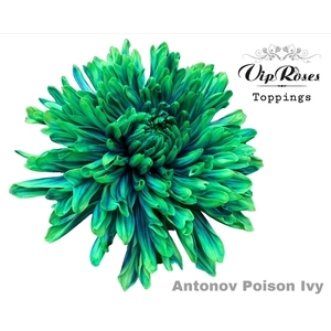 CHR G ANTONOV POISON IVY