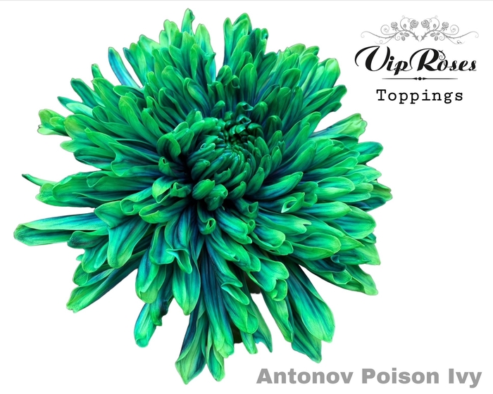 Chr G Antonov Poison Ivy