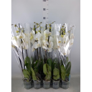 Phalaenopsis   ...