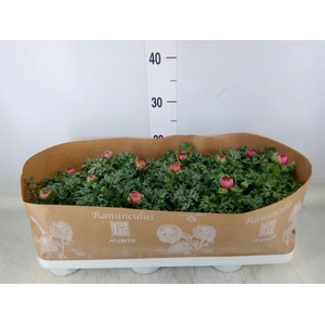 Ranunculus  'Sprinkles Violet'