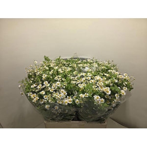 TANA PA SINGLE VEGMO