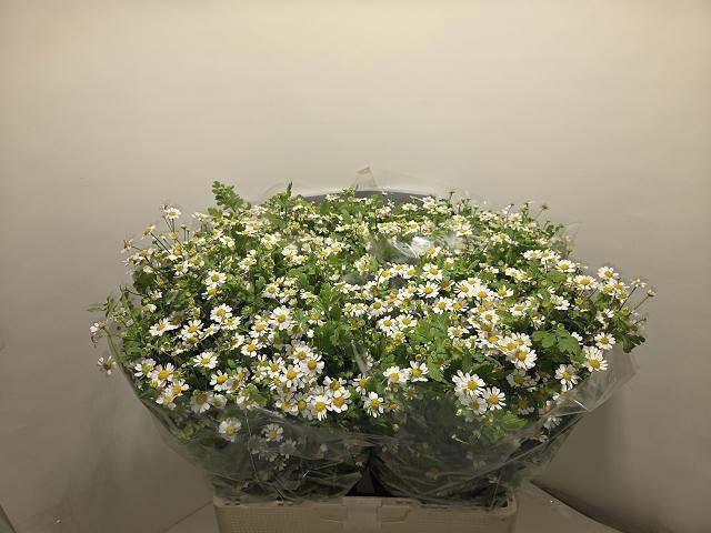 <h4>TANA PA SINGLE VEGMO</h4>