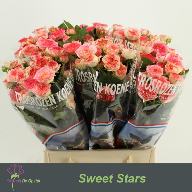 <h4>R tr Sweet Stars</h4>