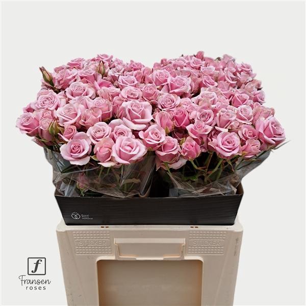 <h4>R TR Leila 60cm</h4>