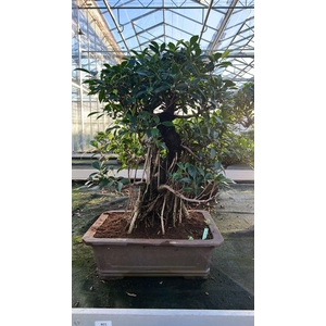 Ficus retusa, pot 46cm. Height 80cm.( single item)