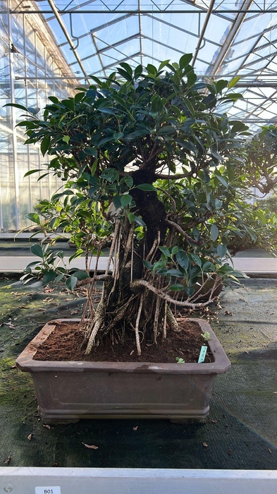 <h4>Ficus retusa, pot 46cm. Height 80cm.( single item)</h4>
