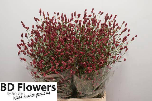 <h4>SANG OF RED DREAM</h4>