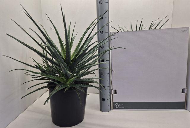 <h4>Aloe arborescens</h4>