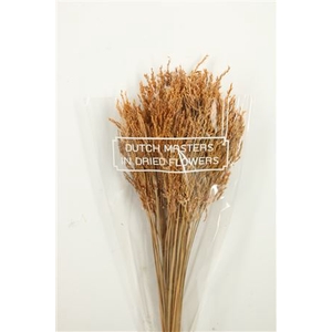 Dried Umbr. Sedge Sm. Leaf Natural Bunch