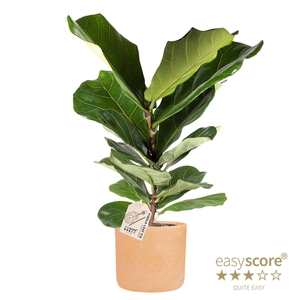 FICUS LYRATA P19