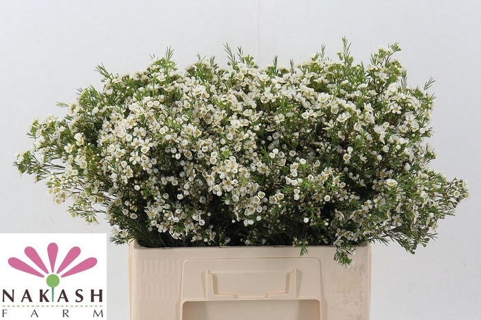 <h4>CHAME ARABEL</h4>