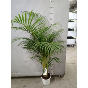 Dypsis lutescens   ...Chrysalidoca