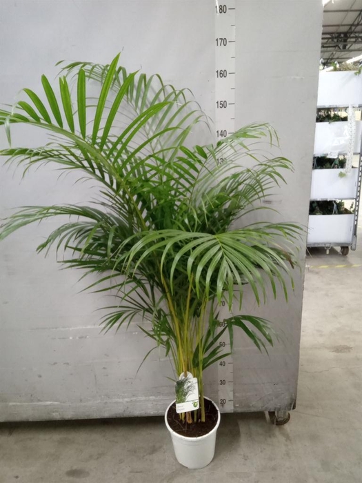 <h4>Dypsis lutescens   ...Chrysalidoca</h4>