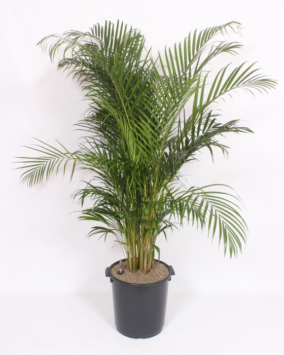 <h4>Chrysalidocarpus</h4>