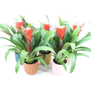 arr3 BS - Guzmania rockyflower Milaan