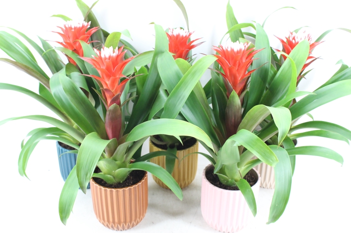 <h4>arr3 BS - Guzmania rockyflower Milaan</h4>