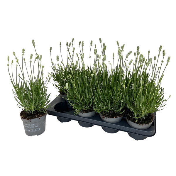 <h4>Lavandula ang. 'Aromance White'</h4>