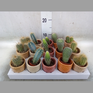Cactus   ...