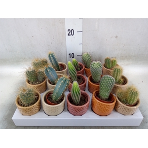 Cactus   ...