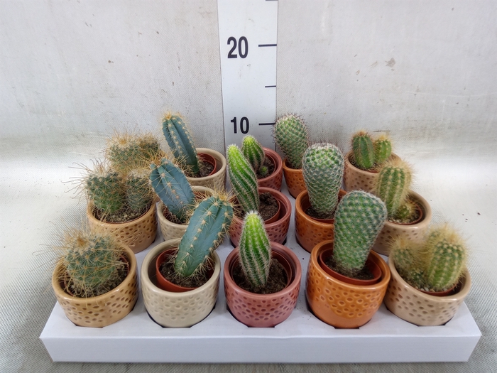 <h4>Cactus   ...</h4>
