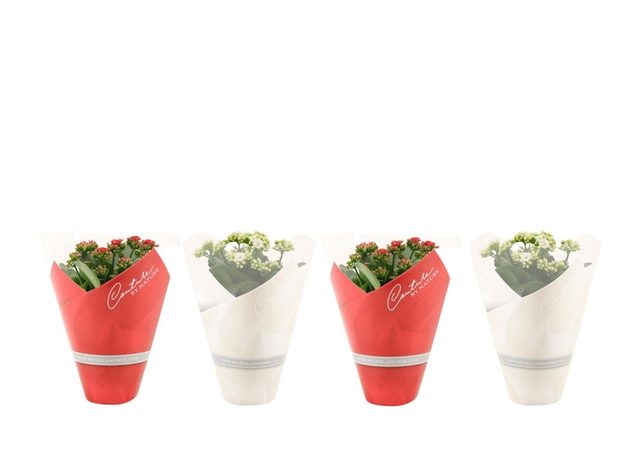 Kalanchoë 12 cm 2 color mix in Couture sleeve