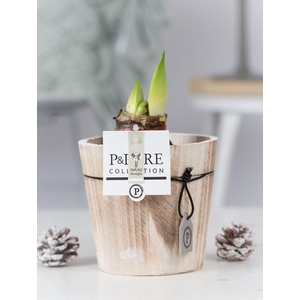 Hipp Wit 2 Knop Hout