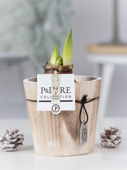 <h4>Hipp Wit 2 Knop Hout</h4>