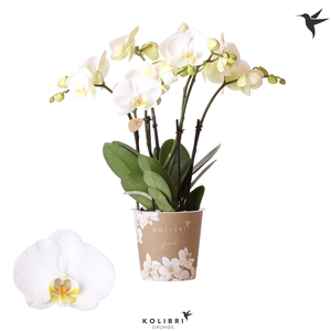 Kolibri Orchids Phalaenopsis Jewel Ghent 4spike