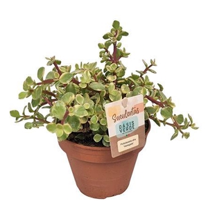 Portulacaria Afra Variegata - 1154