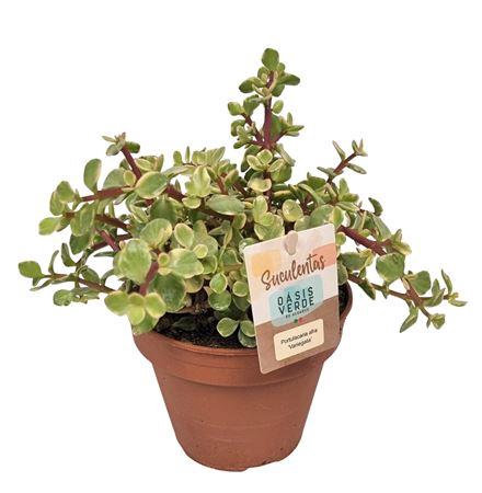 <h4>Portulacaria Afra Variegata - 1154</h4>