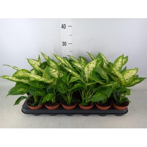 Dieffenbachia  'Compacta'
