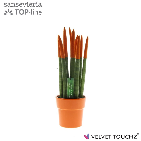 <h4>Sansevieria VELVET TOUCHZ® Oranje in keramiek Edel</h4>