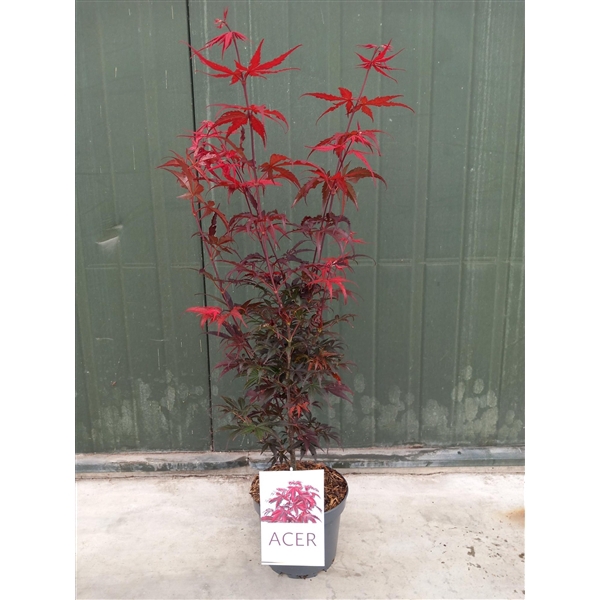 <h4>Acer pal. Atropurpureum</h4>