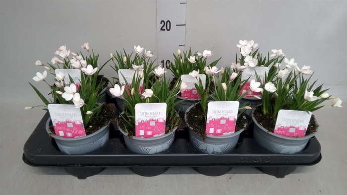 <h4>Rhodohypoxis baurii</h4>