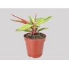STROMANTHE SANGUINEA HORTICOLOR P12