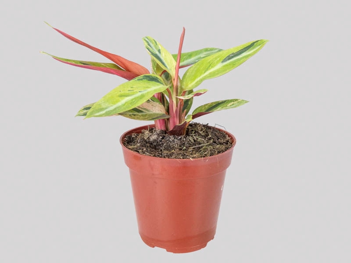 STROMANTHE SANGUINEA HORTICOLOR P12